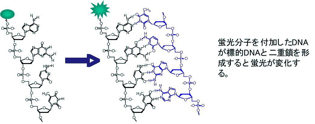 Fluorescence DNA1