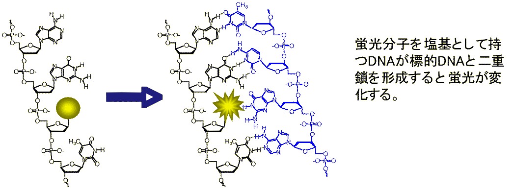 Fluorescence DNA2